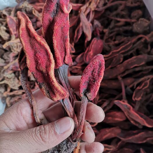 亳州中药材回春草 中药材 批发回春草 草苁蓉 不老草 顶天柱 无硫 支持