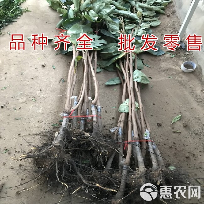 软柿苗 奶油柿子树苗 基地直销包品种包成活 适合南北方种植