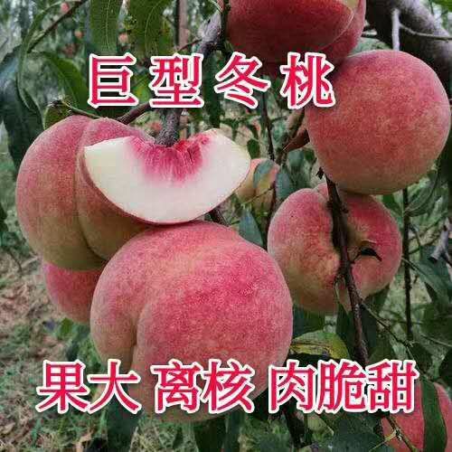 平邑县水蜜桃苗 1~1.5米