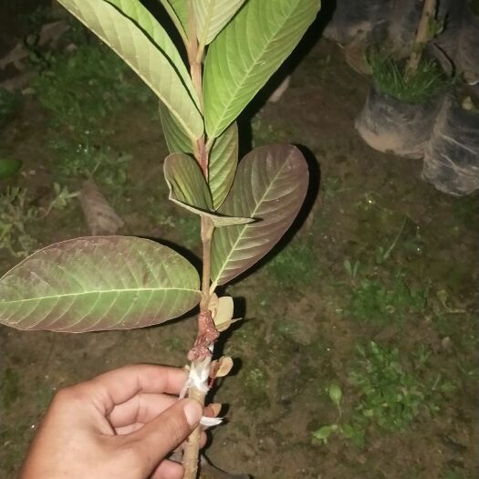 漳州帝王番石榴苗 帝王白心芭乐苗