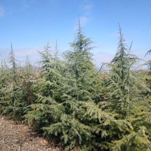 卢氏县 雪松4米－5.5米有量
