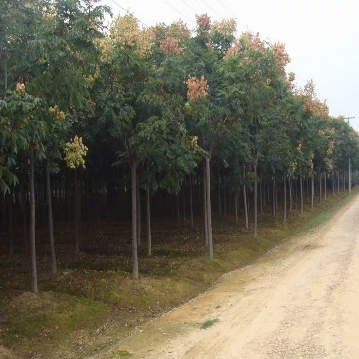  绿化苗木栾树苗树行道风景树植物北京栾黄山栾小苗南北方种植