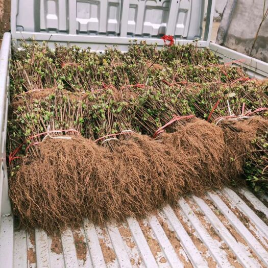 平邑县平邑金银花 金银花苗
