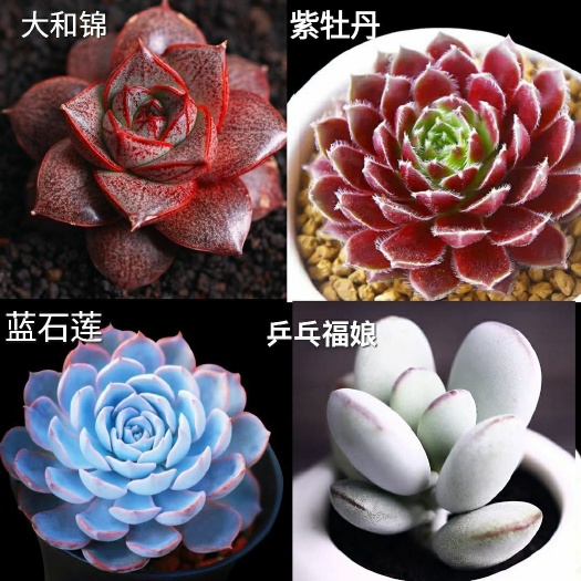 大和锦多肉 紫牡丹 蓝石莲 乒乓福娘 多肉植物组合 包邮