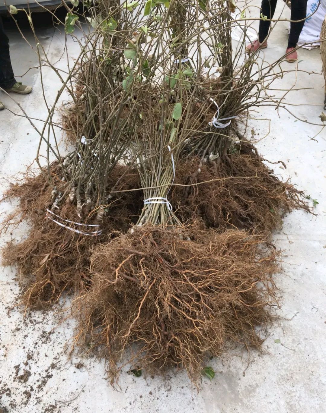 红心猕猴桃苗 保证品种纯度 包成活率 基地现挖直销 后期免费提供种植