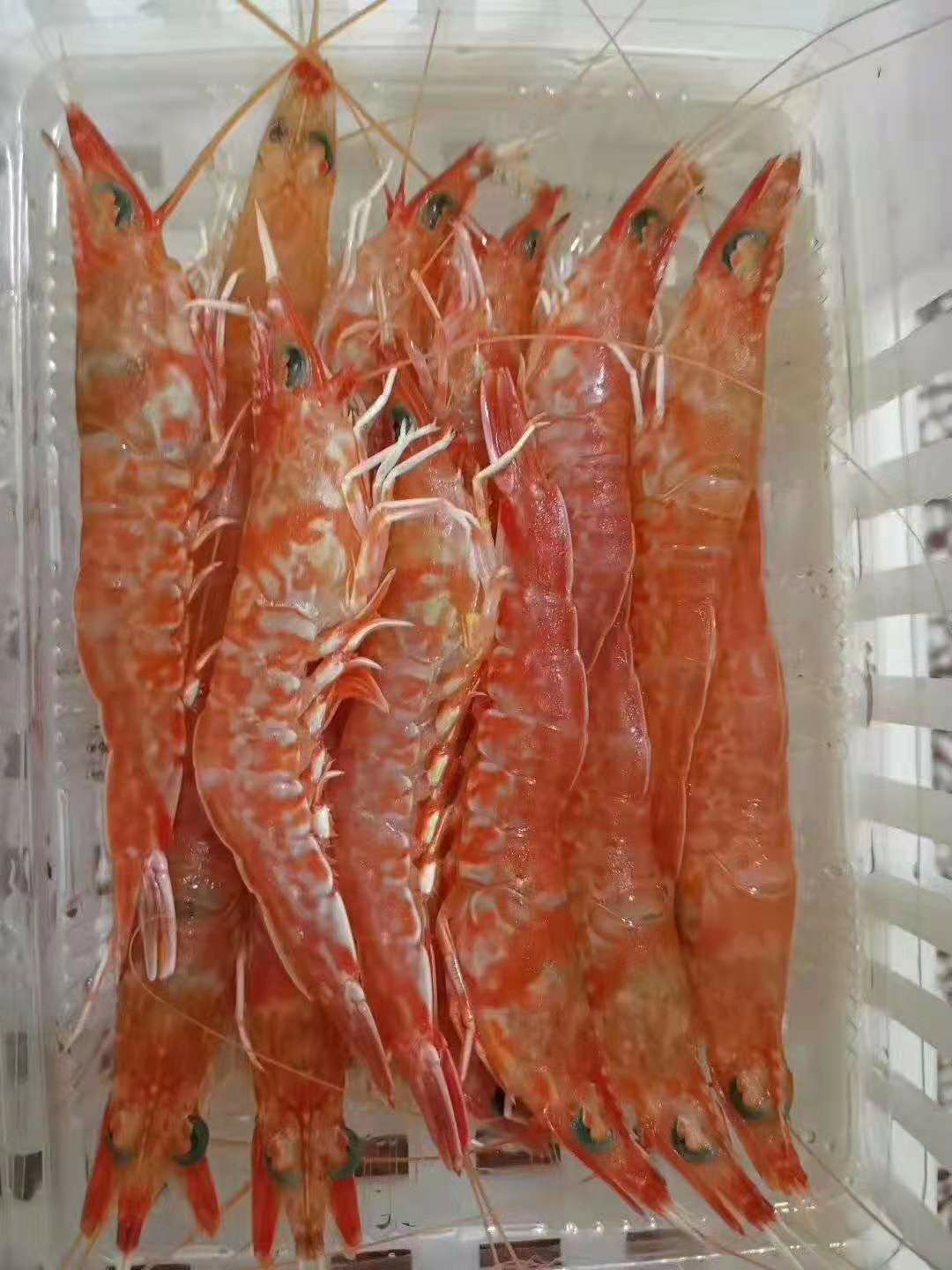 广东樱花虾