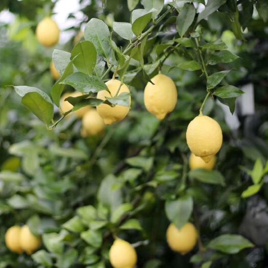河源 尤力克柠檬，种植基地(广东河源五千亩、四川广安两万亩)。