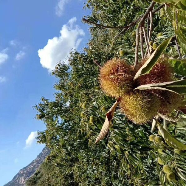 油栗苗 出售大板栗苗   口感香甜