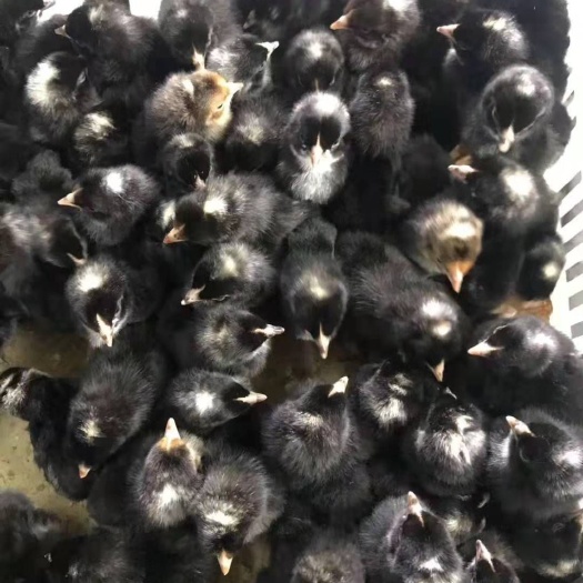 广州黑芦花鸡苗 大种黑芦花，中速黑芦花 品种纯正 运输包风险