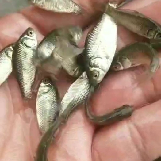 广州 鲫鱼/鲫鱼苗/士鲫苗水花