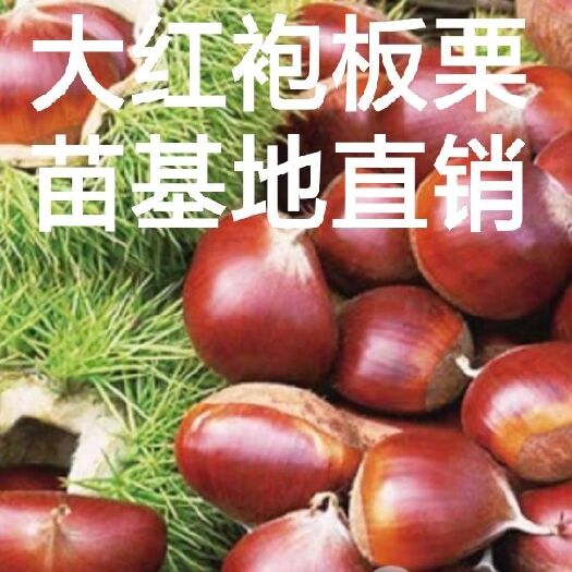 平邑县 嫁接苗，山东大红袍板栗苗，基地直销2米以下免费提供种植技术