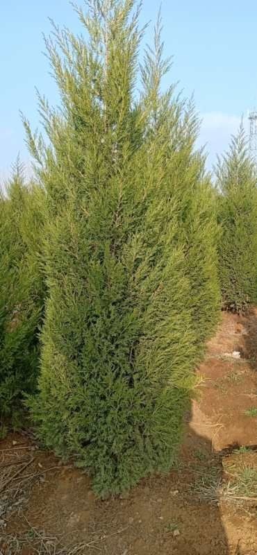 北京桧  今年蜀桧价格，2.5米蜀桧价格