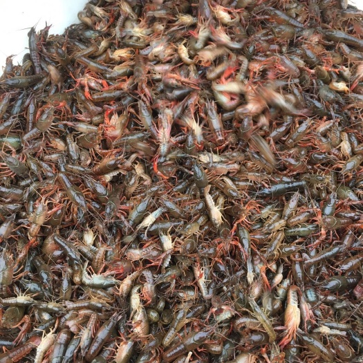 涟水县淡水小龙虾