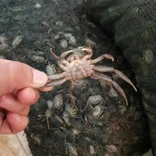 盘锦河蟹苗 大量出售保质保量