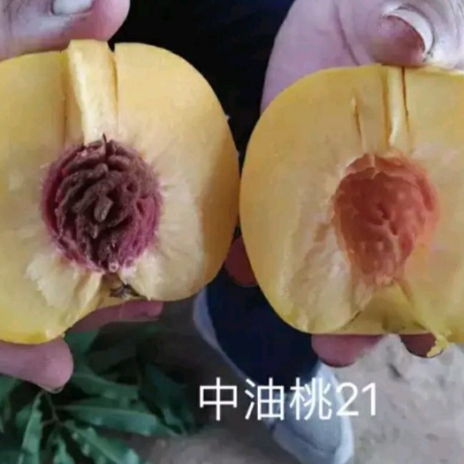 平邑县 中油21号桃树苗，甜度高，离核，量大可签合同
