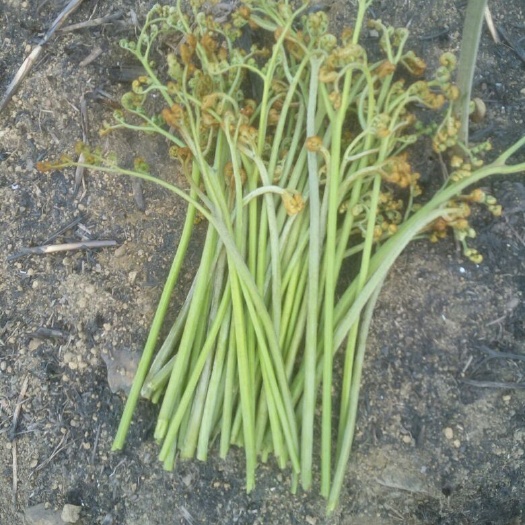 金沙县 天然山蕨菜
