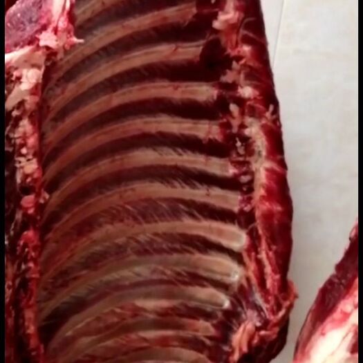 宁津县马肉  新鲜马肋排，自家养殖场饲养马，保证质量