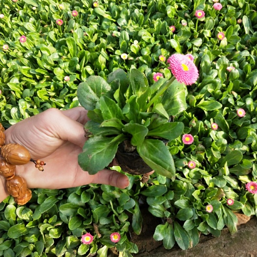 青州市 雏菊基地自销
