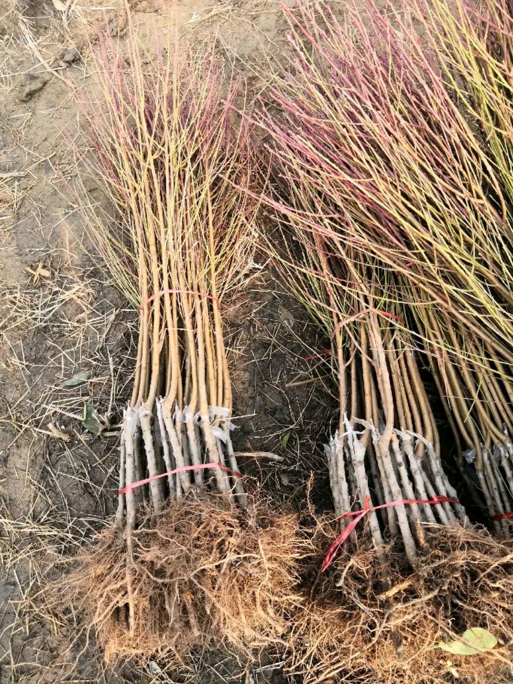  血桃苗，基地直供现挖发货，品种保证量大优惠