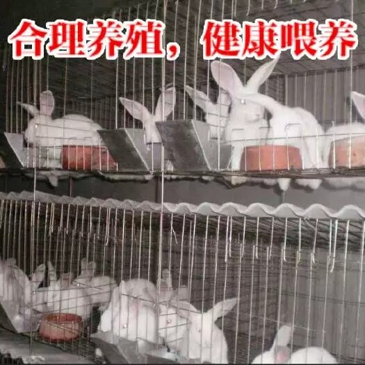 新沂市新西兰兔 成年种兔大型肉兔新西兰花巨兔伊拉各种品种规格都有