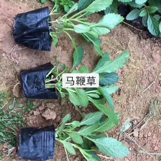 青州市马鞭草种子
