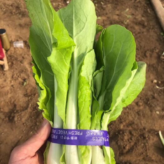 曹县快菜  小白菜大量供应  价格美丽 欢迎各位老板 诚信经营