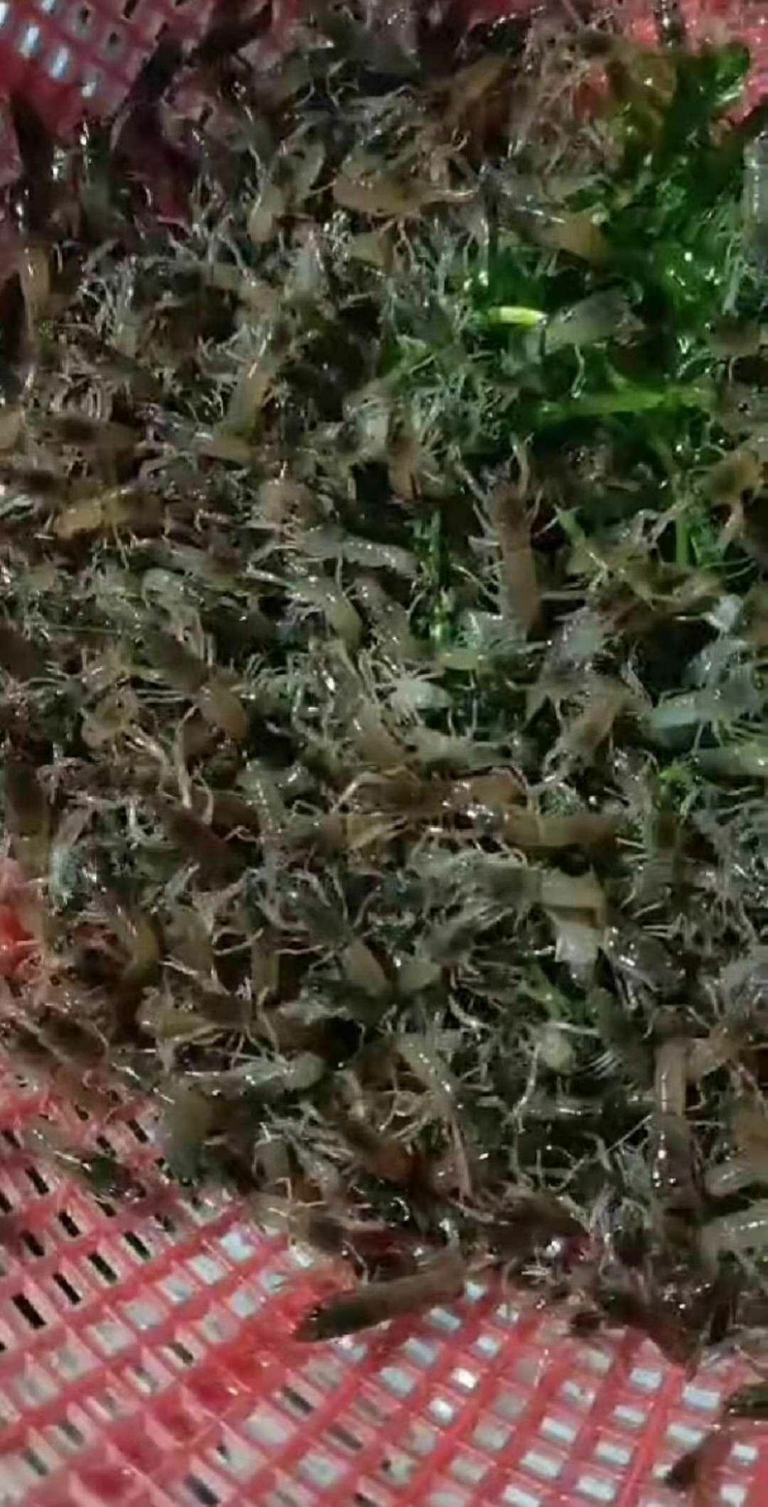  澳洲龙虾苗