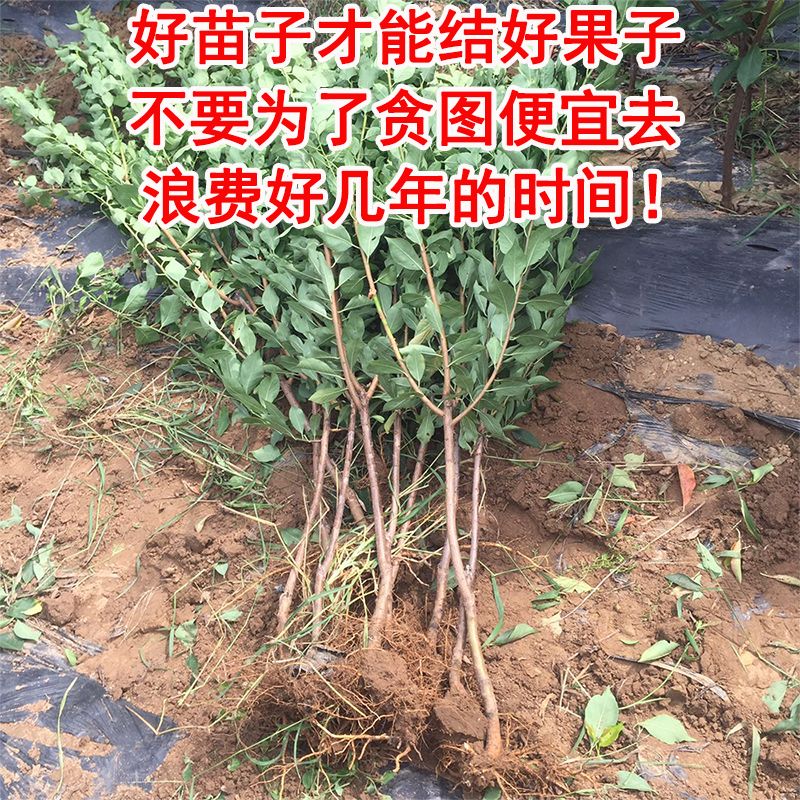 青脆李苗 青脆李子苗 基地直销 优质一级苗 包邮包成活