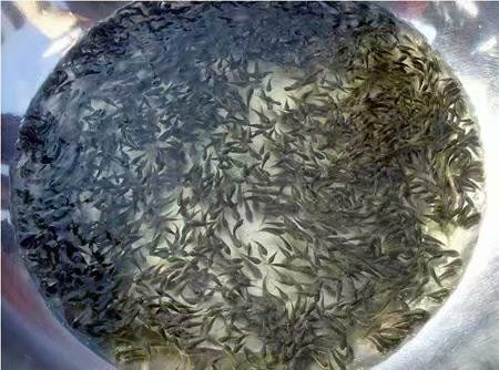  脆肉鲩鱼/水花/各种规格/量大从优。