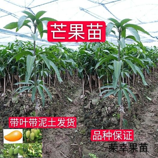 灵山县 果树苗金煌芒果苗桂七芒果树苗台农果苗广西芒果苗果树苗南方种