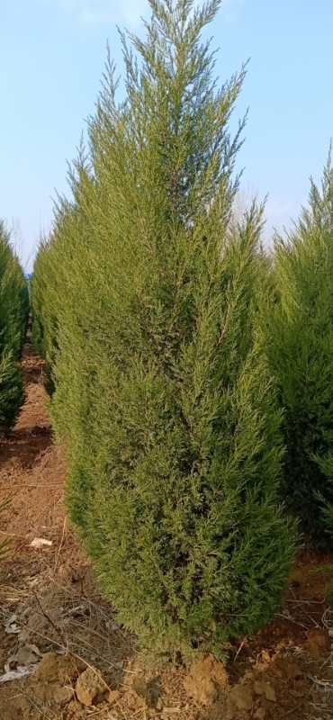 北京桧  今年蜀桧价格，2.5米蜀桧价格