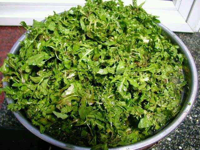 虞城县野生荠菜 新开的厂子，拉客户