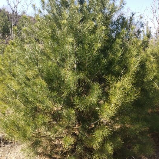 延长县 白皮松，便宜处理3米5.带50土球，带装车400