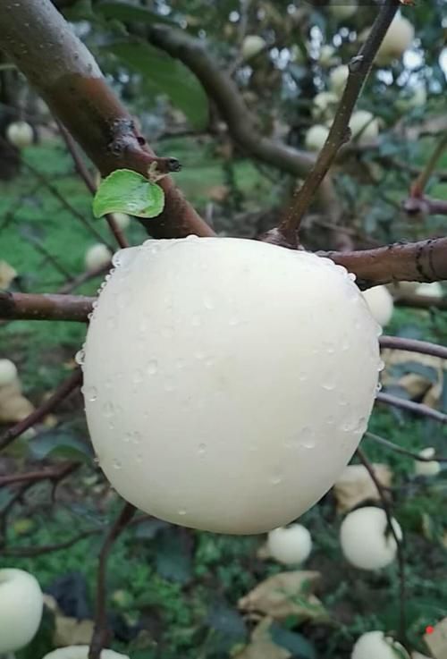 平邑县 白苹果树苗新品种糖心奶油苹果苗四季盆栽地栽南北方种植当年结
