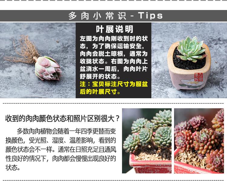  大和锦多肉 紫牡丹 蓝石莲 乒乓福娘 多肉植物组合 包邮