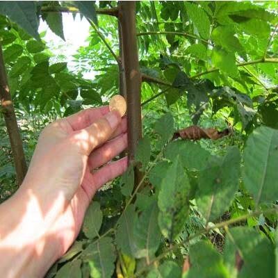  绿化苗木栾树苗树行道风景树植物北京栾黄山栾小苗南北方种植