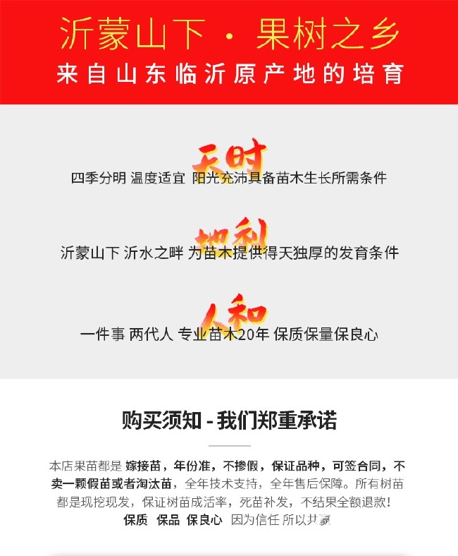 黄金蜜桃树苗 基地直销现挖现卖 包品种包成活适合南北方种植