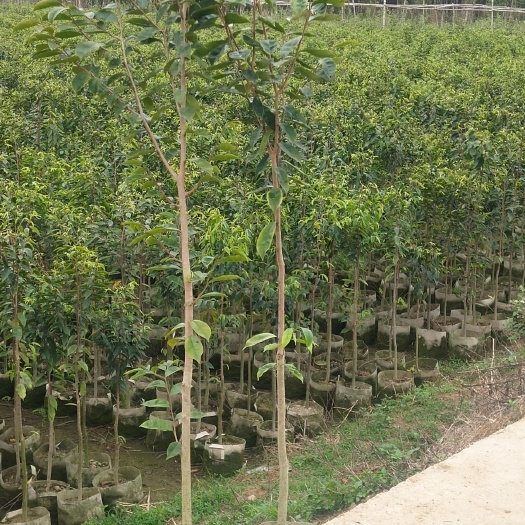 化州市沉香苗 基地直销沉香水桶杯袋苗