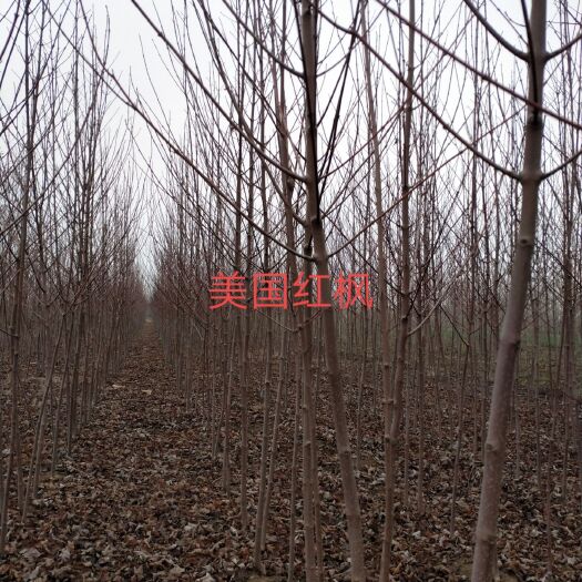 邳州市美国红枫苗
