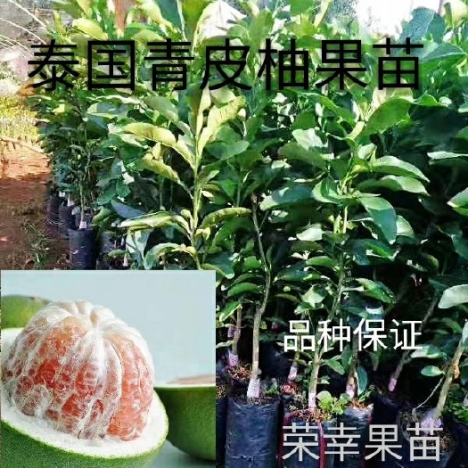 灵山县 泰国红宝石柚子树苗青柚树苗青皮柚子树苗嫁接苗带营养杯带叶包