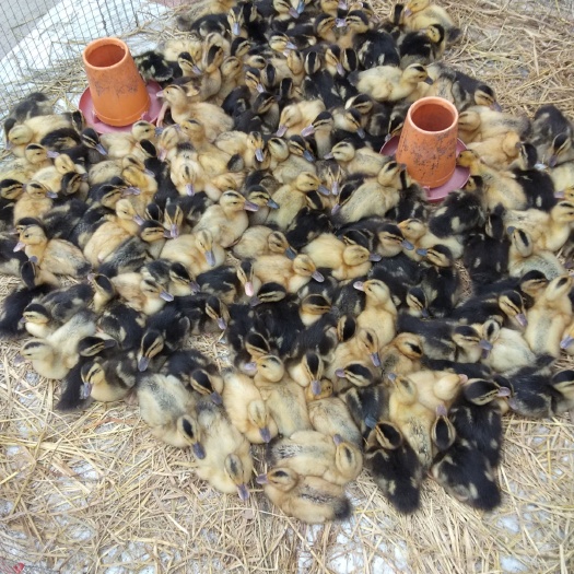 钦州 优质鸭苗，童鸭。