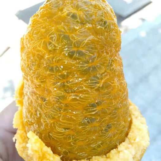 八月瓜苗 九月瓜苗，九月黄，牛卵坨，基地直销，欢迎光临