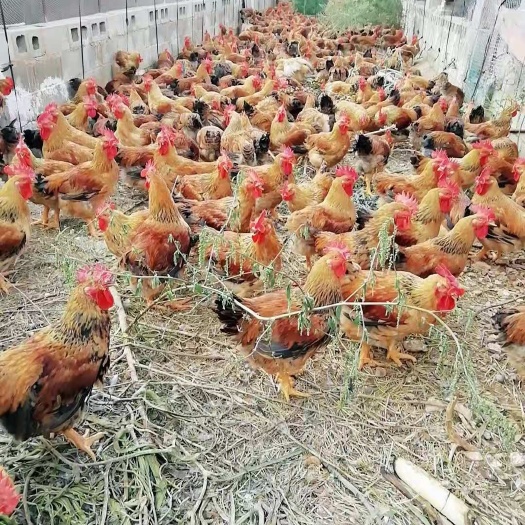 昆明K9鸡苗 厂家直销 品质保证 假一赔十