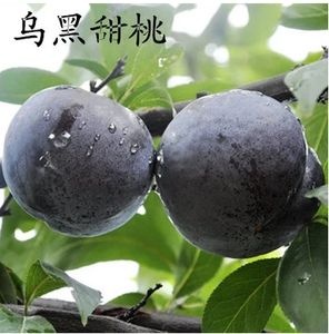 平邑县 非洲黑桃苗  基地直销 优质一级苗 包邮包成活