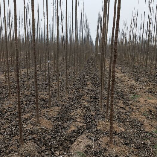 周口普通楸树 基地直销，价格优惠，有意者私聊，2～4公分金丝楸