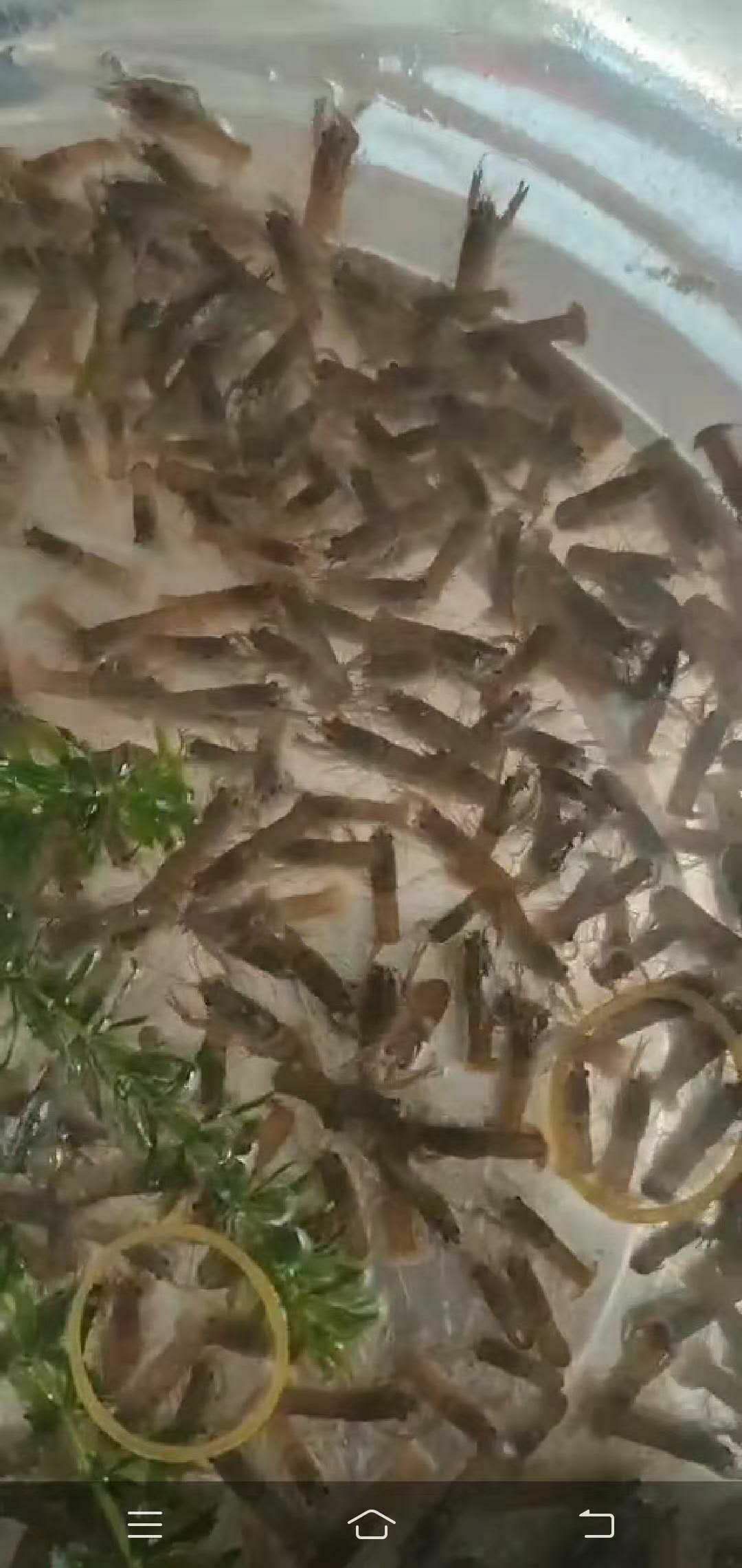  澳洲龙虾苗