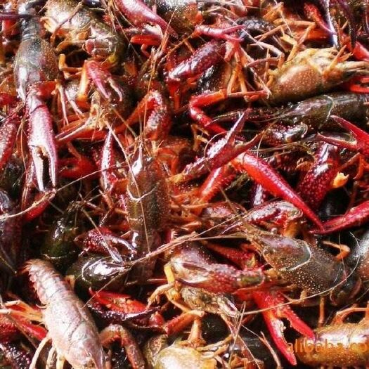 洪湖市 湖北洪湖未发肺炎村组小龙虾求关照，个人养殖面积1800亩虾