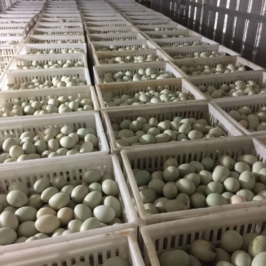 南靖县 干净 青壳 红黄心鸭蛋