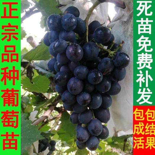 平邑县 葡萄苗巨峰葡萄苗，品质保证死苗补发包结果包成活，品种齐全