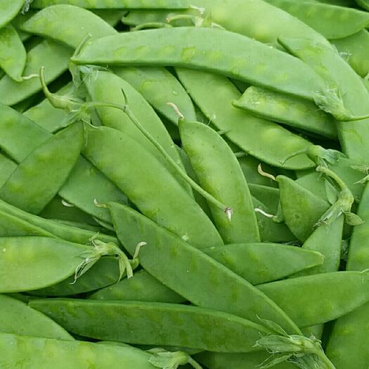 昆明荚豆 8cm以下